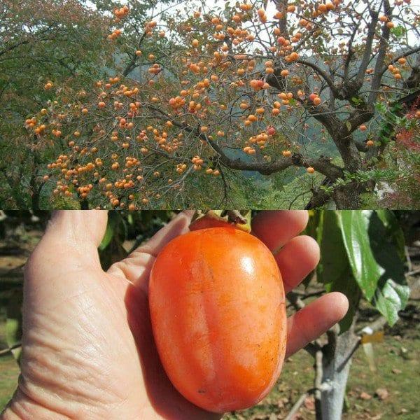 Райска ябълка от семена в домашни условия: за засаждане и отглеждане на