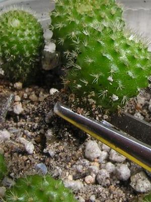 Отглеждане на кактуси от семена в домашни условия