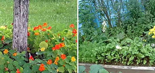 Кои растения се възпрепятства от комари, мухи и други вредители