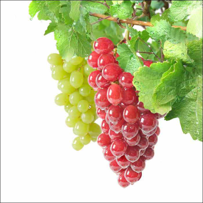 Биопрепараты за грозде, принципи на приложение
