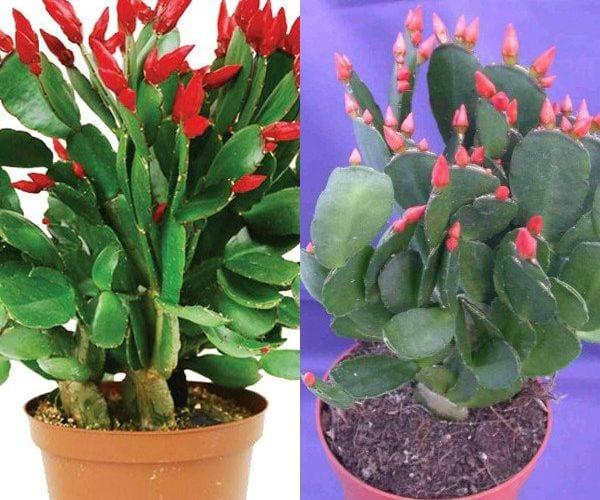 Горски кактус Рипсалидопсис – функции за отглеждане и грижа