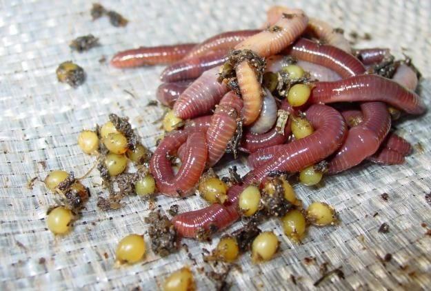 Калифорния червеи – развъждане за успешното приготвяне на вермигрунта