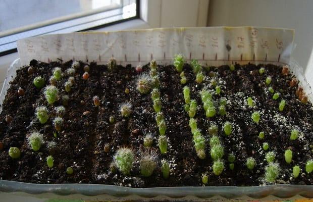 Отглеждане и грижи за дома си кактуси в оранжерия