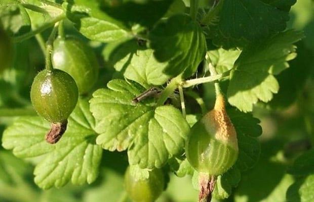 Болести и неприятели цариградско грозде: описание и мерки за борба
