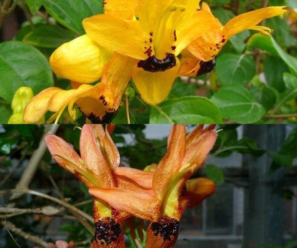 Тропически цветя руттия в домашни условия (със снимка)