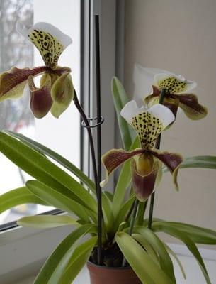 Домашни цветя орхидея (със снимка)