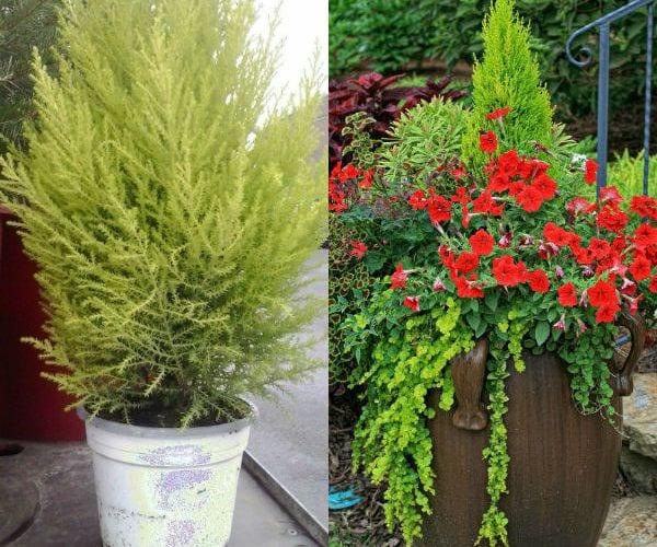 Стаен кипарис – модерно домашно растение