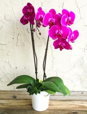 Как да запазите нарязани на орхидеи: грижа за букет