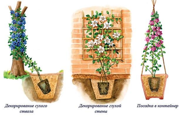 Характеристики на отглеждане на клематис в лятната градина