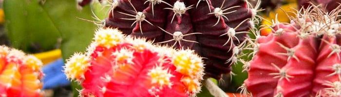 Ваксинацията на домашните кактуси: плюсове и минуси