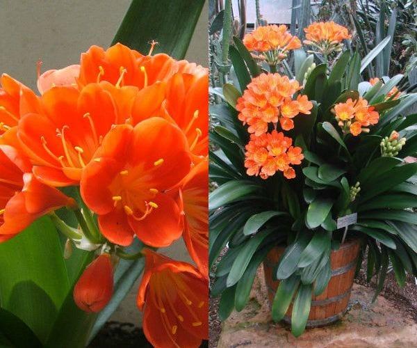 Модерни и ярки цветя кливия в домашни условия