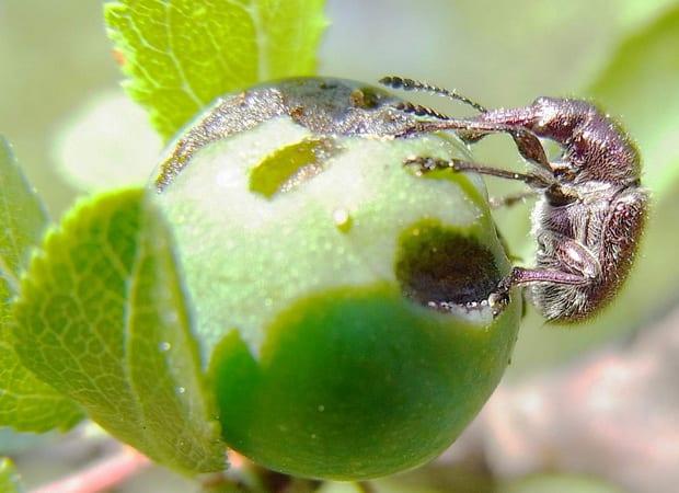 Болести и неприятели ябълкови дървета: снимки, описание, средства за борба
