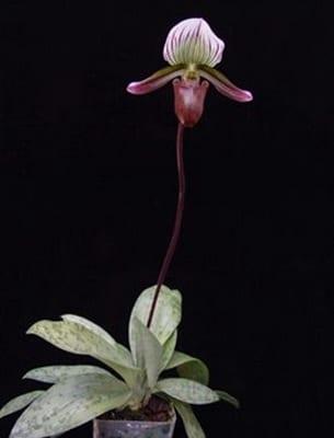 Орхидеи пафиопедилум (венерин башмачок): грижи и описание на видовете