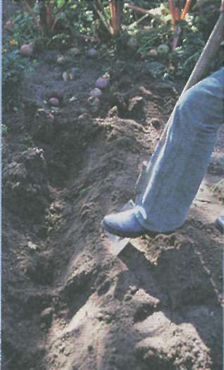 Грижи за почвата или като се направи почвата плодородна