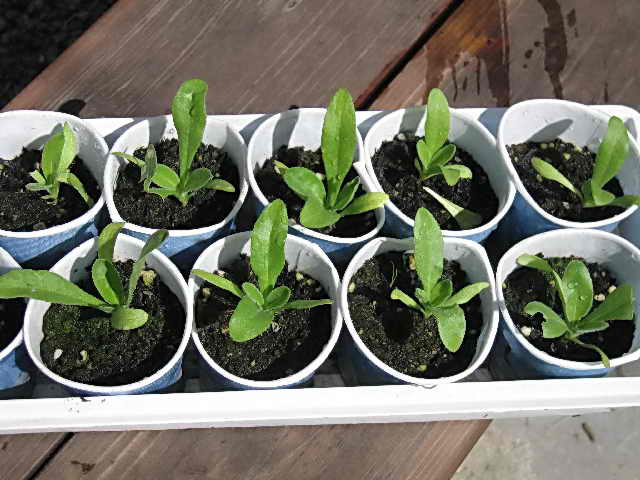 Выращивание календулы — солнечные ноготки на клумбе 