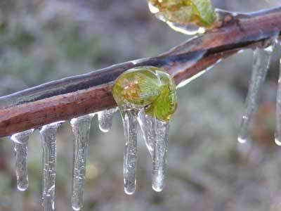 Как да се предпази гроздето в период на замръзване