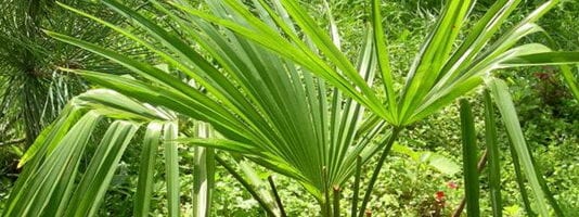 Палма трахикарпус Форчуна и Вагнер (със снимка)