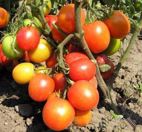 Прости дейности за предотвратяване на много заболявания на домати