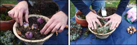 Как вырастить гиацинты в открытом грунте 