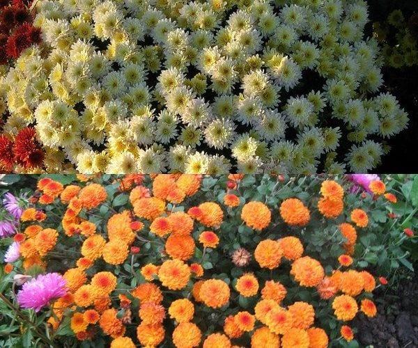 Дългосрочна красота — корея, хризантема и неговото отглеждане