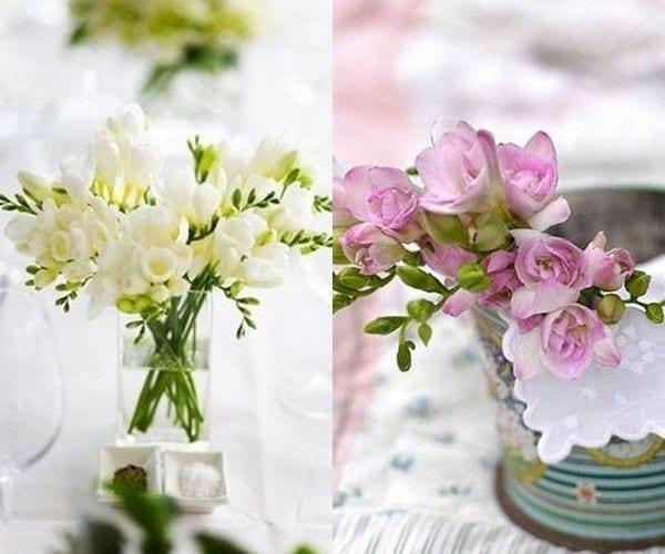 Ярката фрезия – ароматната цвете за къща или парцел