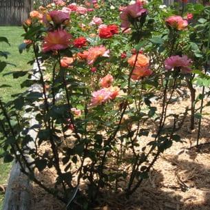 Торове и торене на рози в градината