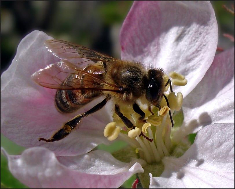 Лечение на пчелите от инфекциозни заболявания