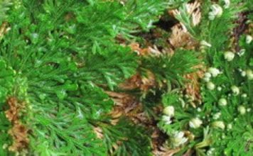 Цвете иерихонская роза в домашни условия (със снимка)