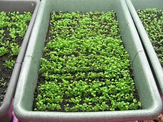 Выращивание лобелии рассадой 