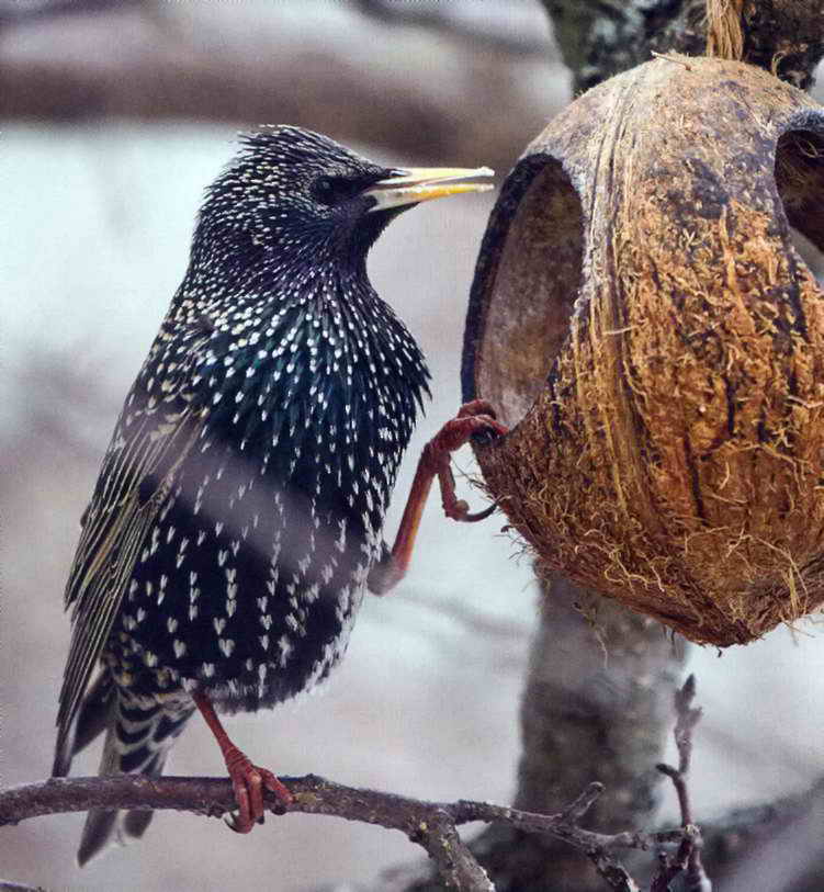 Какво да се хранят птиците през зимата в градината