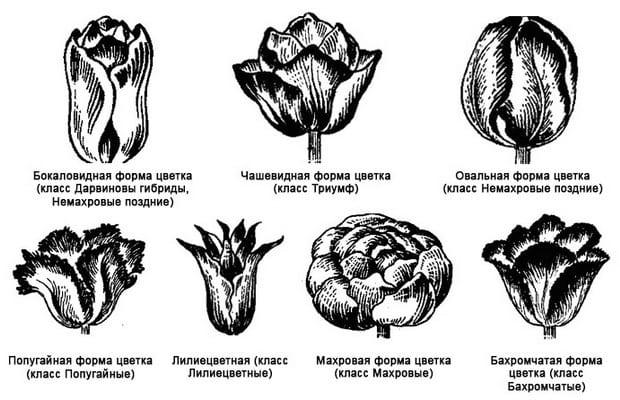 Растението лале: ботаническая характеристика и структура