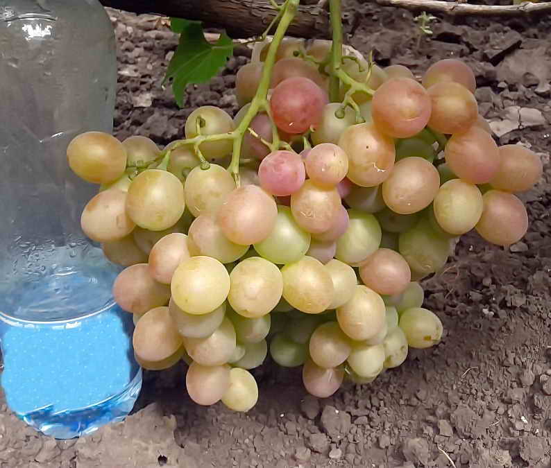 Сортове грозде ранно узряване