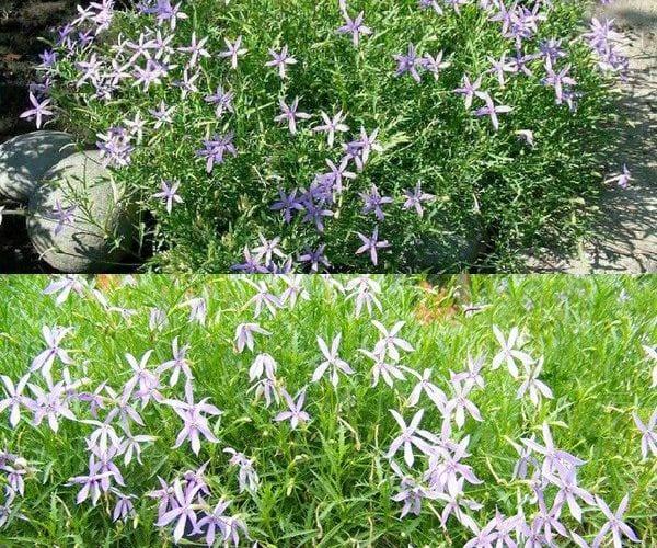 Индивидуалният лаурентия – доброто звезди в градината и двора