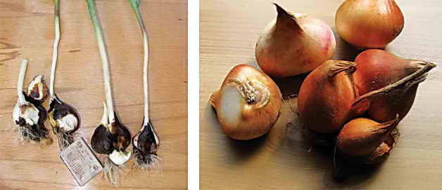 Когда и как выкапывать тюльпаны, хранение луковиц 