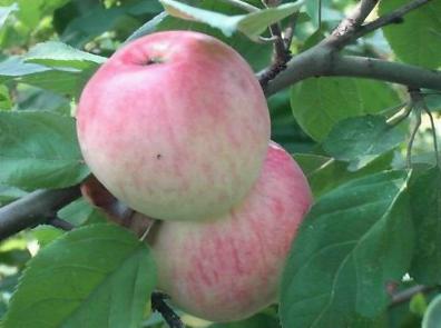 Прилагането на растежни вещества, за да се предотврати предуборочного падането на плодовете ябълка