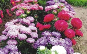 Отглеждането на астри, засаждане на семена за разсад и на открит терен