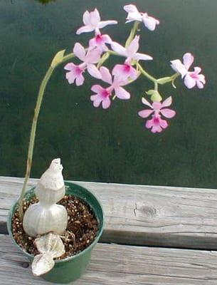 Как да запазите нарязани на орхидеи: грижа за букет