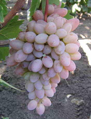 Сортове грозде ранно узряване