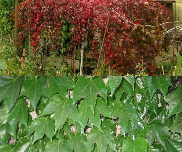 Пълзящо растение за градината: снимки и имена на растения