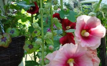 Многогодишни цветя, описание на