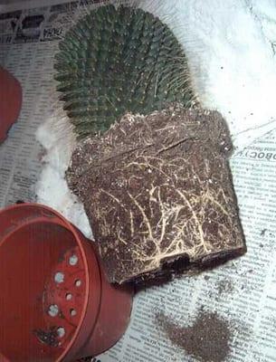 Правила за засаждане и пресаждане на стайни кактуси