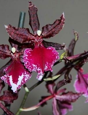 Orchid cumbria: описание на видове и условия на отглеждане