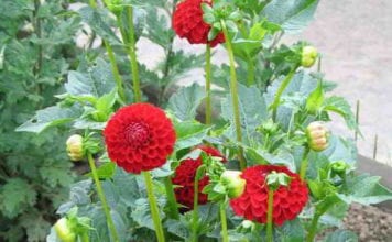 Класификация георгинов по вид съцветие, снимка