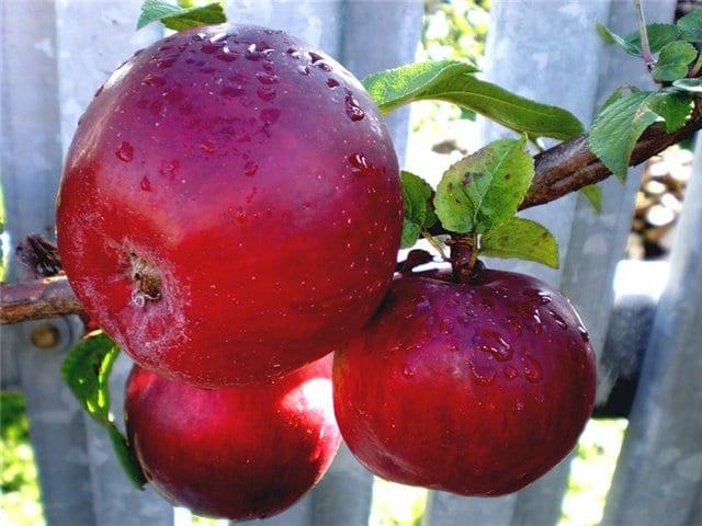 Когато се пръска дървета ябълки: сорт дървета, като фактор, влияещ върху ефективността на действието на химични средства за разреждане на
