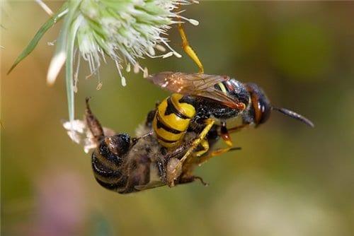 Инфекциозни болести пчелен потомство и тяхната профилактика