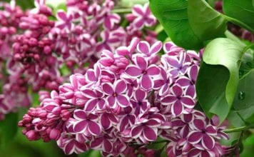 Грижа за сиренью през пролетта, поливане, подготовка за зимата