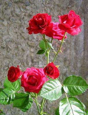 Потиснат от рози: характеристика на сортове, грижи у дома и градината
