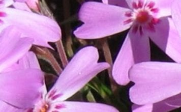 Почвеното покритие флокс — Phlox douglasii (флокс Дъглас)