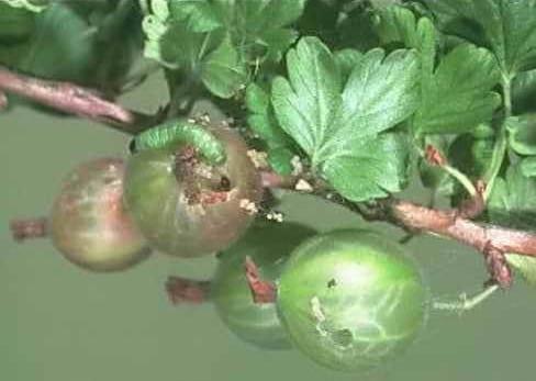 Борба с вредителите на цариградско грозде и касис в снимки