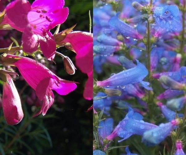 Цвете за пенстемон градина (със снимки)